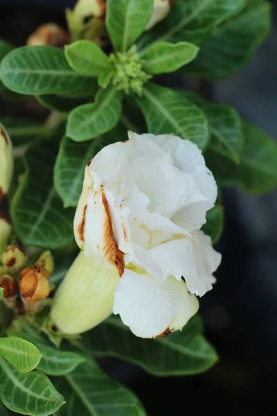 Azaleen Blühen Schön Garten — Stockfoto