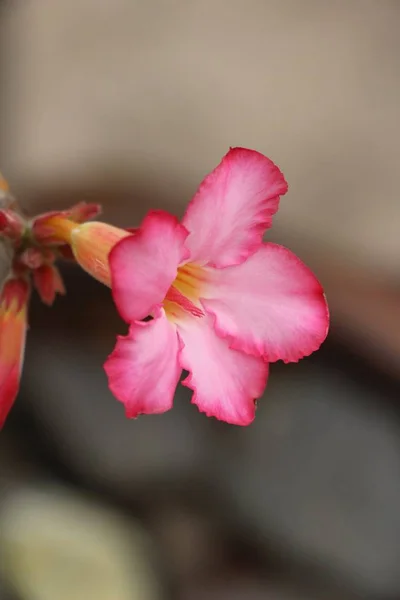 Квіти Азалії Красиві Саду — стокове фото