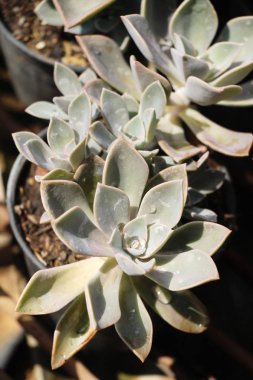 Doğa ile güzel taş gül çiçek