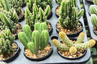 Güzel küçük tencerede kaktüs