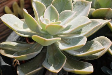 Doğa ile güzel taş gül çiçek