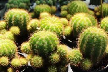 Güzel küçük tencerede kaktüs