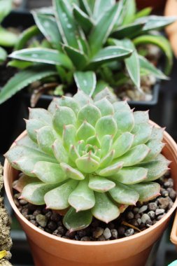 Doğa ile güzel taş gül çiçek