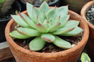 Doğa ile güzel taş gül çiçek