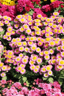 Kasımpatı çiçeği bahçede güzeldir