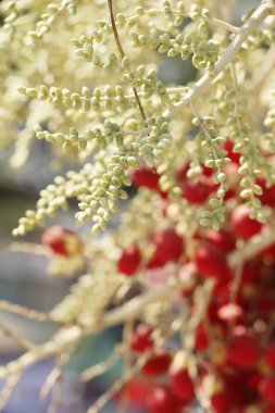 Ağaç doğa ile Palm'da tembul