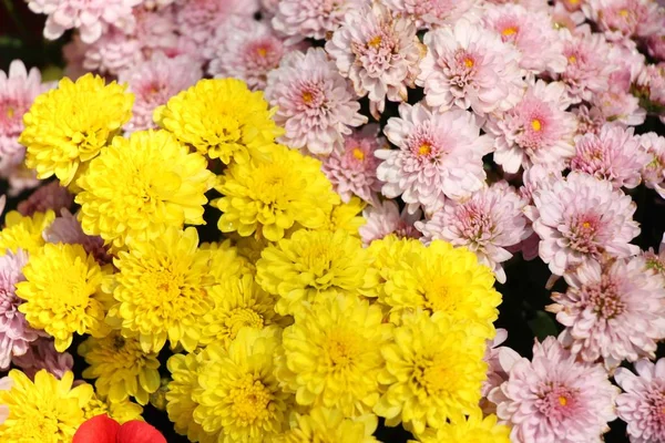 Chrysanthemums Flower Beautiful Garden — Stock Photo, Image