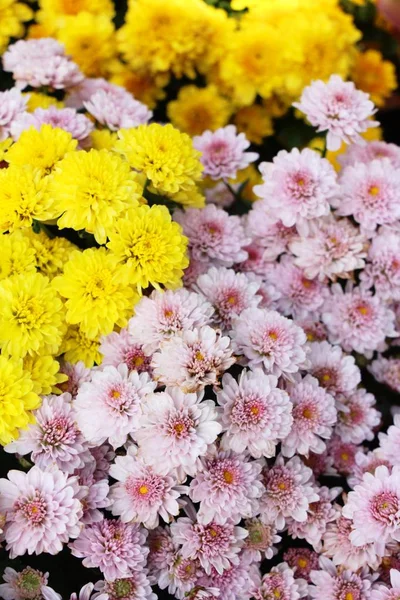 Chrysanthemums ดอกไม สวยงามในสวน — ภาพถ่ายสต็อก