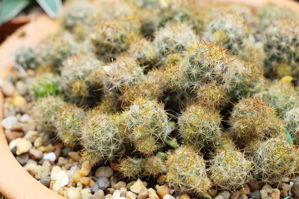 Mooie Kleine Cactus Pot — Stockfoto