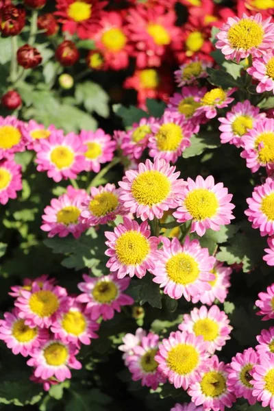 庭の菊の花は美しい — ストック写真