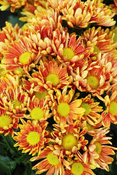 Chrysanthemen Blühen Schön Garten — Stockfoto