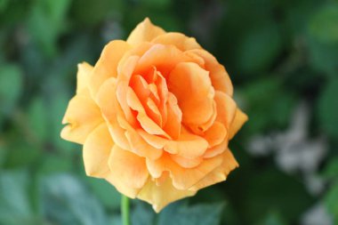 Güzel güller bahçede çiçek açan