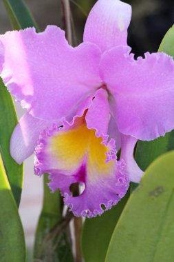 Orkide çiçek bahçede güzeldir