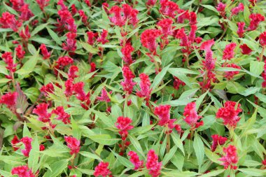 Bahçede güzel celosia argentea çiçek