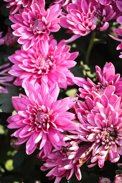 Chrysanthèmes Fleur Est Belle Dans Jardin — Photo