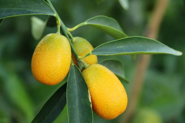 Dojrzały Owoc Pomarańczowy Wisi Drzewie — Zdjęcie stockowe