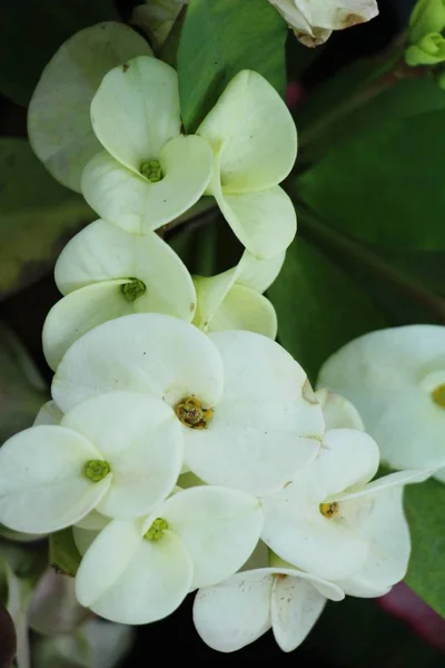 Euphorbia Milli Crown Thorns Nature — Stock Photo, Image