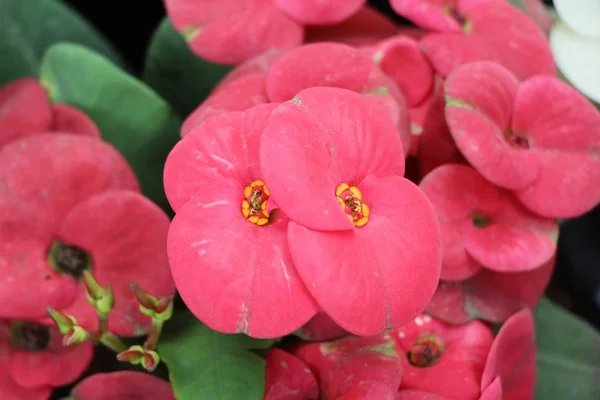 Euphorbia Milli Dornenkrone Der Natur — Stockfoto