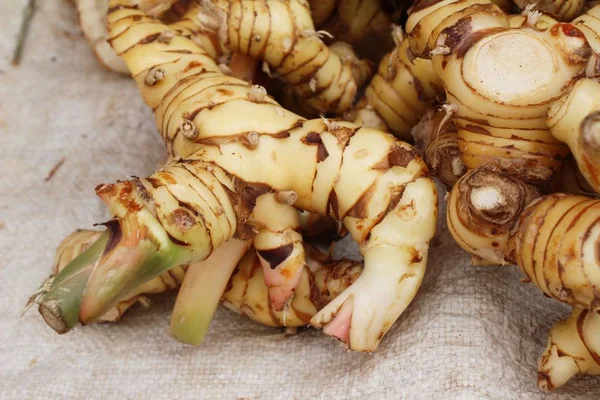 Főzéshez Piacon Friss Galangal — Stock Fotó