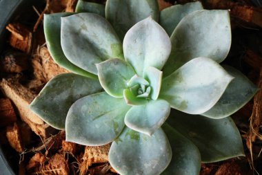 Doğa ile güzel taş gül çiçek