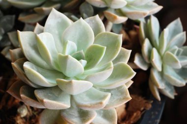 Doğa ile güzel taş gül çiçek