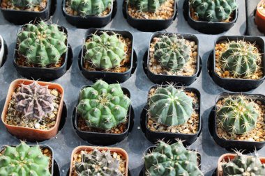 Güzel küçük tencerede kaktüs