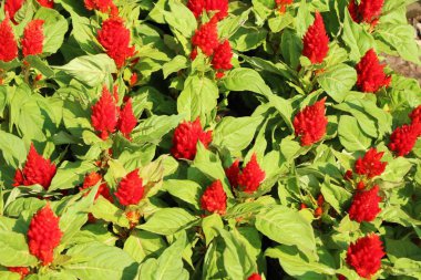 Bahçede güzel celosia argentea çiçek