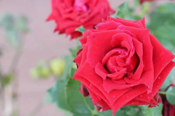 Belles Roses Fleurissent Dans Jardin — Photo