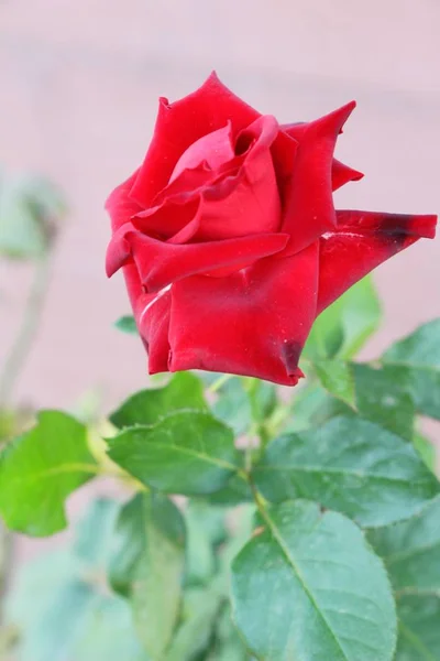 Belle Rose Sta Fiorendo Nel Giardino — Foto Stock