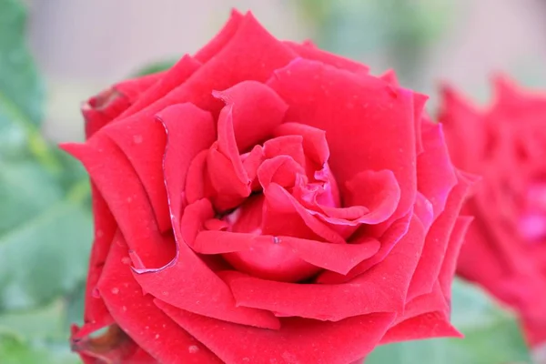 Belles Roses Fleurissent Dans Jardin — Photo