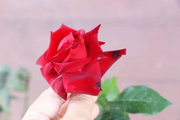 Schöne Rosen Blühen Garten — Stockfoto