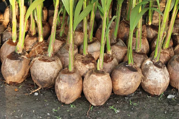Kokosnussknospen Für Die Pflanzung Garten — Stockfoto