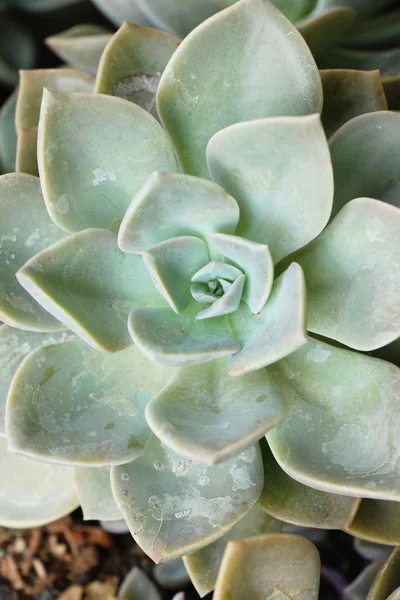 Bela Pedra Rosa Flores Com Natureza — Fotografia de Stock