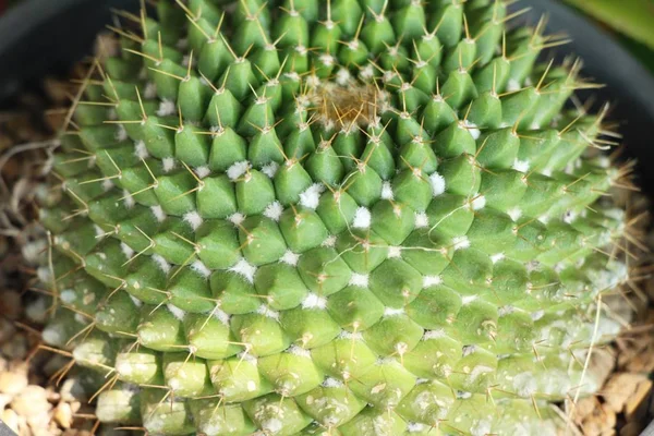 Belle Petite Cactus Dans Pot — Photo