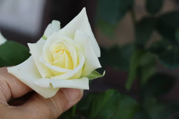 Schöne Rosen Blühen Garten — Stockfoto