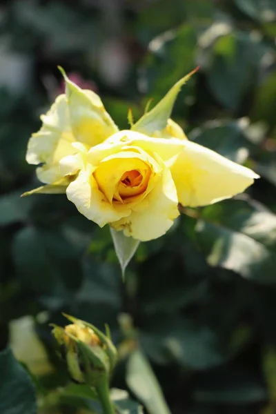 Belles Roses Fleurissent Dans Jardin — Photo