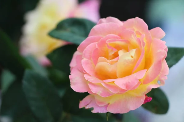 Belles Roses Fleurissent Dans Jardin — Photo