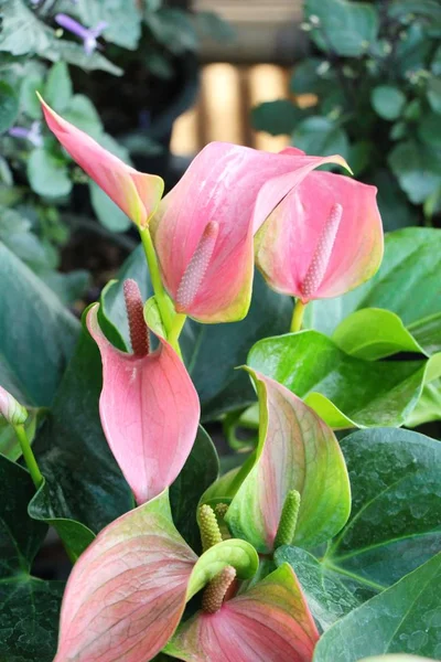 Flamingo Flower Beautiful Garden — Stock Photo, Image
