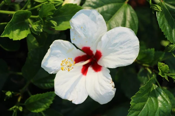 Fiore Ibisco Bello Nella Natura — Foto Stock