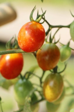 Bahçede ağaçta taze domates