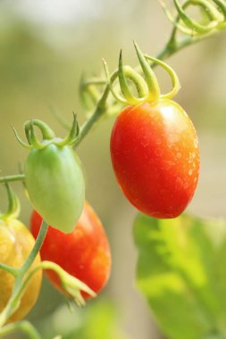 Bahçede ağaçta taze domates