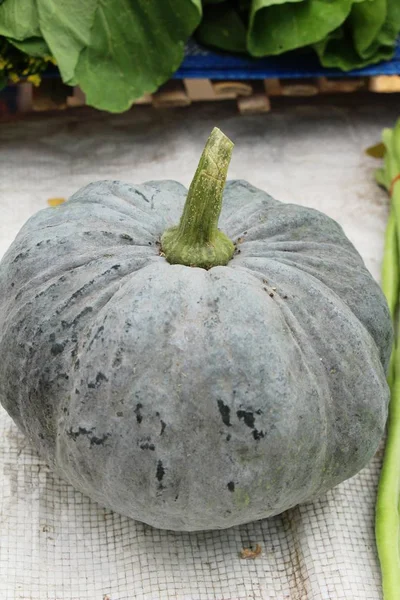 Citrouille Fraîche Pour Cuisiner Sur Marché — Photo