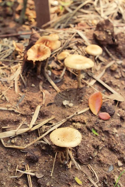 Funghi Freschi Biologici Con Natura Giardino — Foto Stock