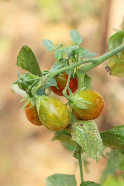 Fresh tomatoes on the tree in garden