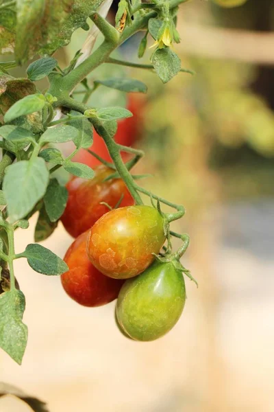 Fresh tomatoes on the tree in garden