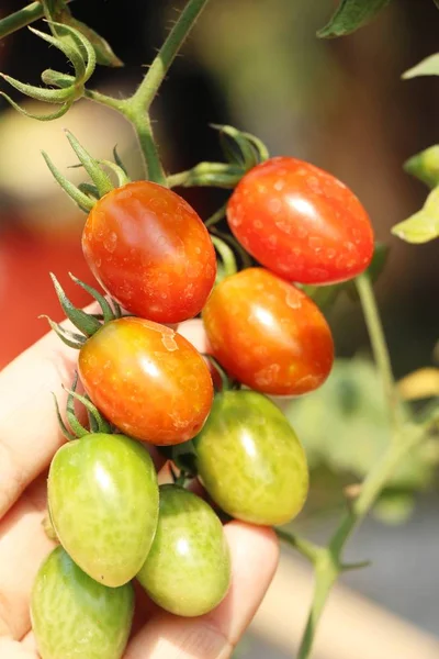 Fresh tomatoes on the tree in garden