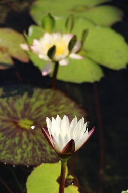 Doğa ile havuzda güzel lotus