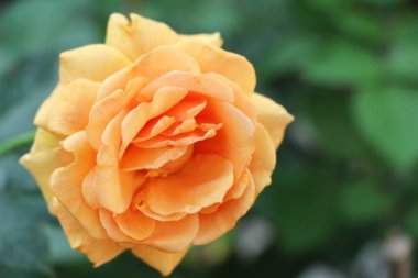 Güzel güller bahçede çiçek açan