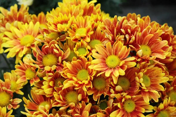 Krysantemum Blomma Vacker Trädgården — Stockfoto