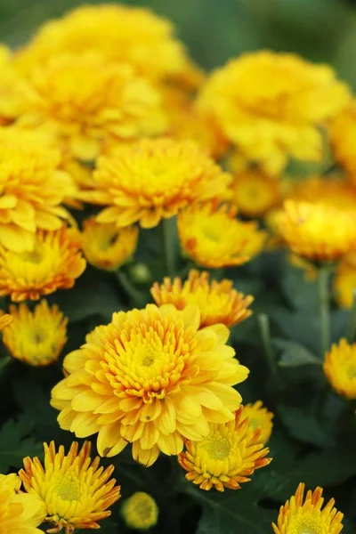 Chrysanthemums ดอกไม สวยงามในสวน — ภาพถ่ายสต็อก